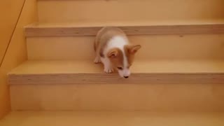 Corgi puppy learns how to master the stairs