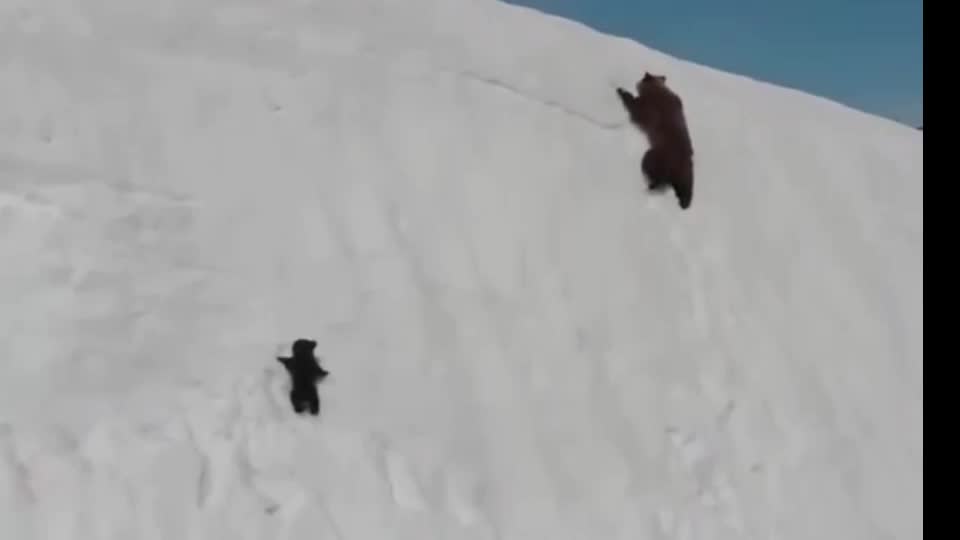 Baby bear never give up situation