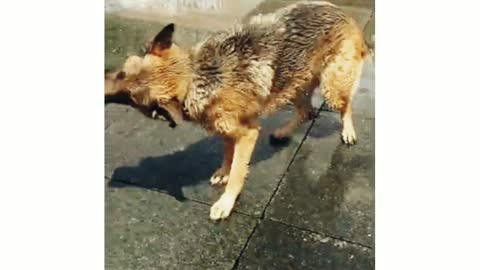 Jarman shepherd Running around the towns ground fountains and enjoying water