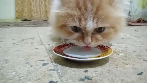 A cool and calm cat drinking water it's a fun sight