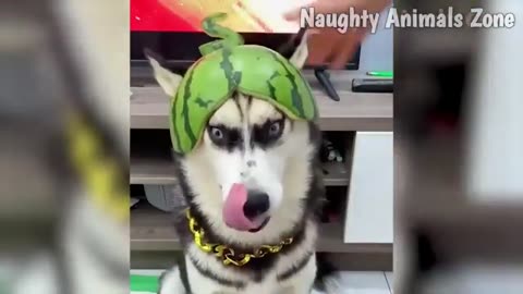 Best_Funny_Animal_Videos___________Best_Dogs_And_Cats_Videos_________