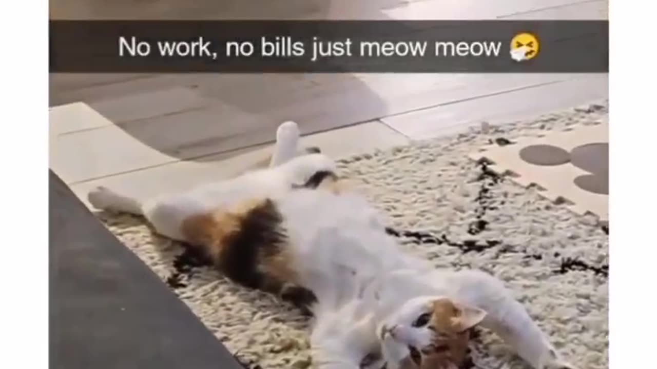 Funny Cat, No Work , No Bills