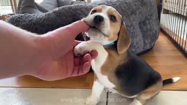 I got attacked by a very cute beagle puppy