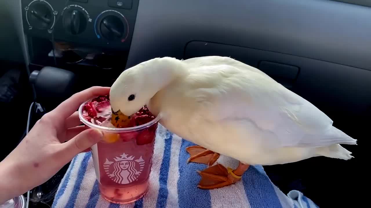 Mini Duck Tries Starbucks