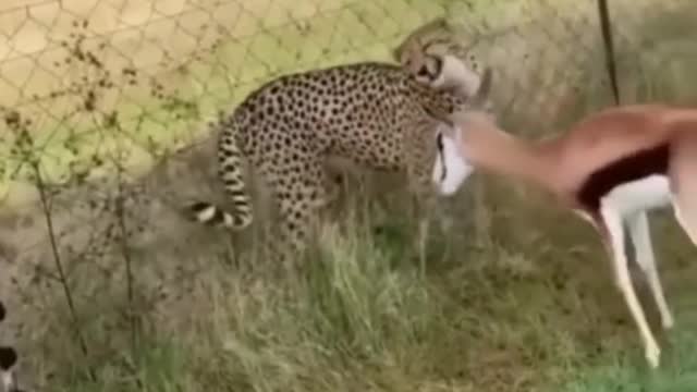 Sorry for the Cheetah Failure