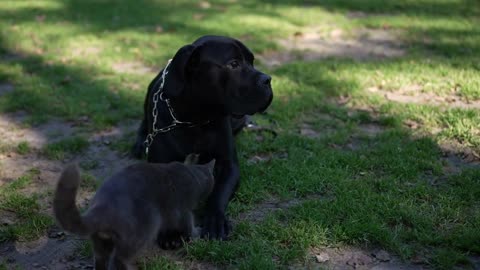 Black Cane Corso lying on green lawn wagging tail with cats running around catching food