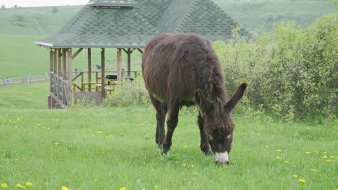 A lovely pony grazing on green pasture