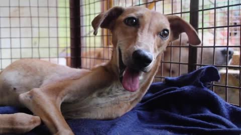 Dog Who Couldn't Stand For 8 Weeks Loves To Run Now