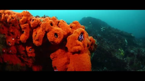 A video of what the depths of the sea hide