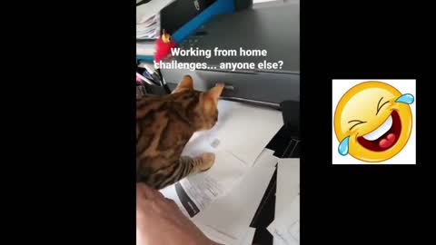Quite clumsy😂 cats