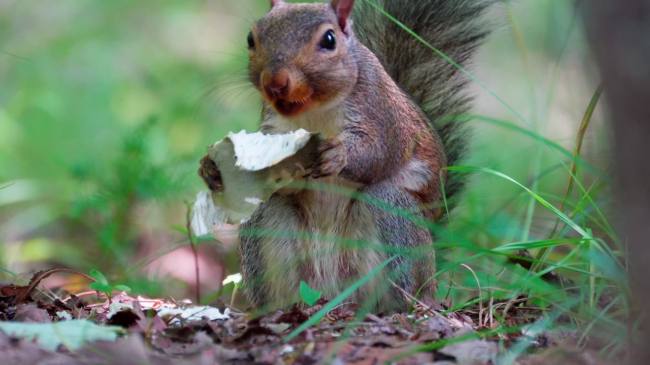 Beautiful squirrel playing in forest