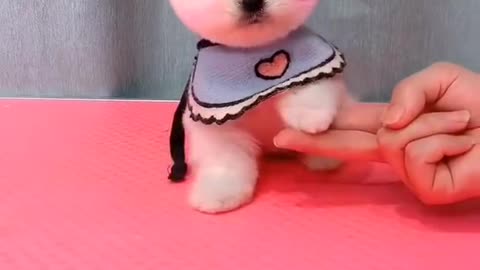 So cute dog