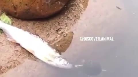 This little fish managed to save his friend