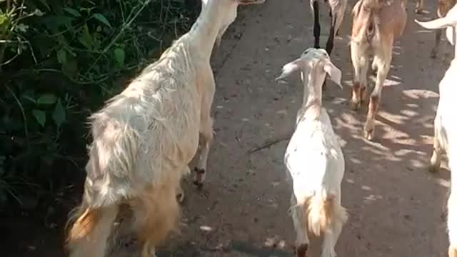 Goat walk on road