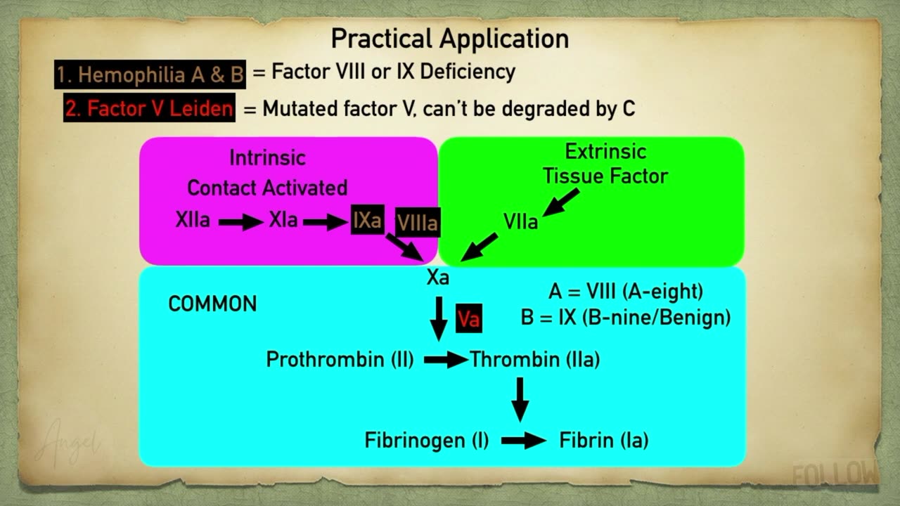 Secondary Hemostasis_ Coagulation Cascade Animation [Made Easy]