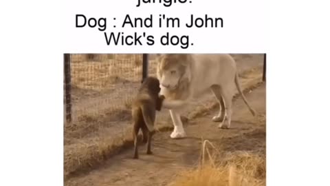 If dog belongs to John wick