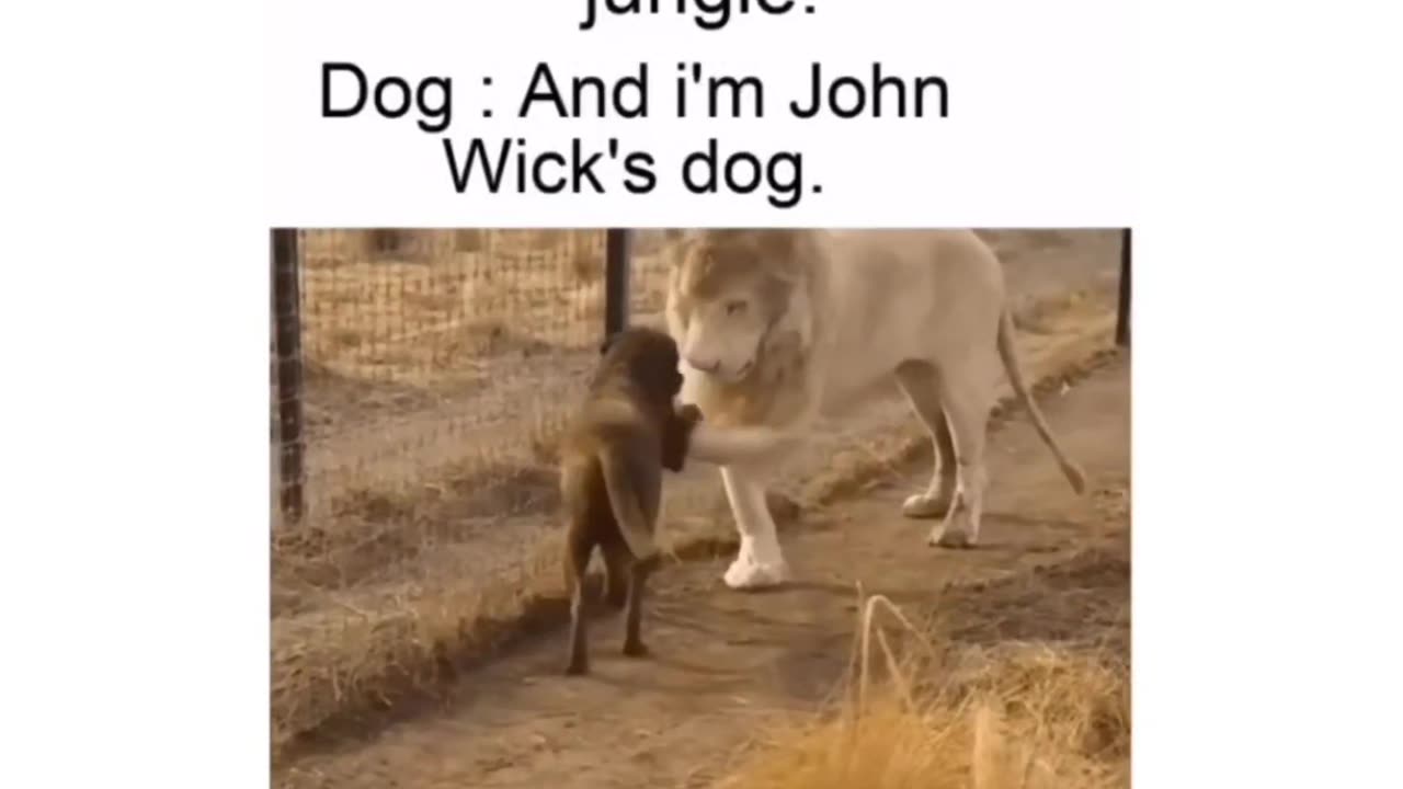 If dog belongs to John wick