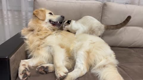 Golden Retriever Attacked by Kitten [TRY NOT TO LAUGH or GRIN]