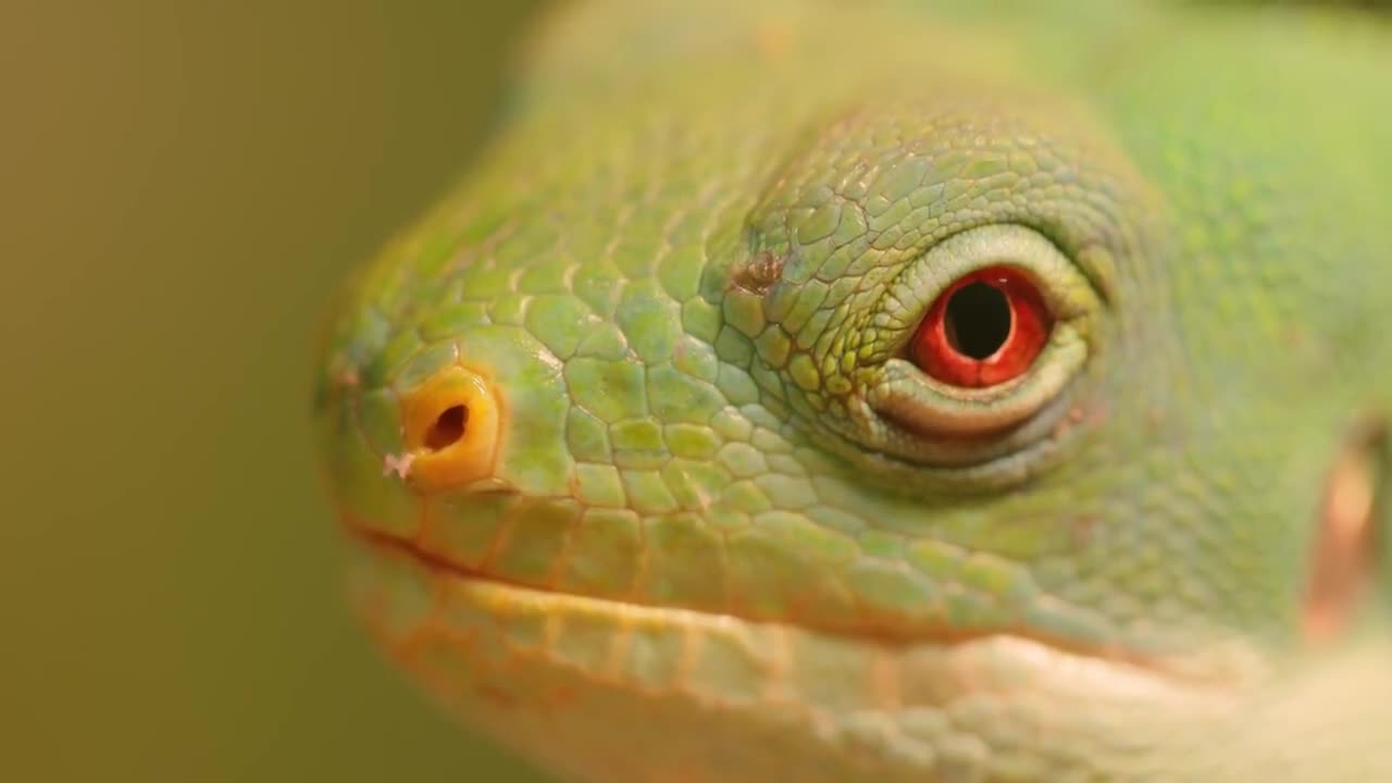 Lau banded iguana (Brachylophus fasciatus) is an arboreal species