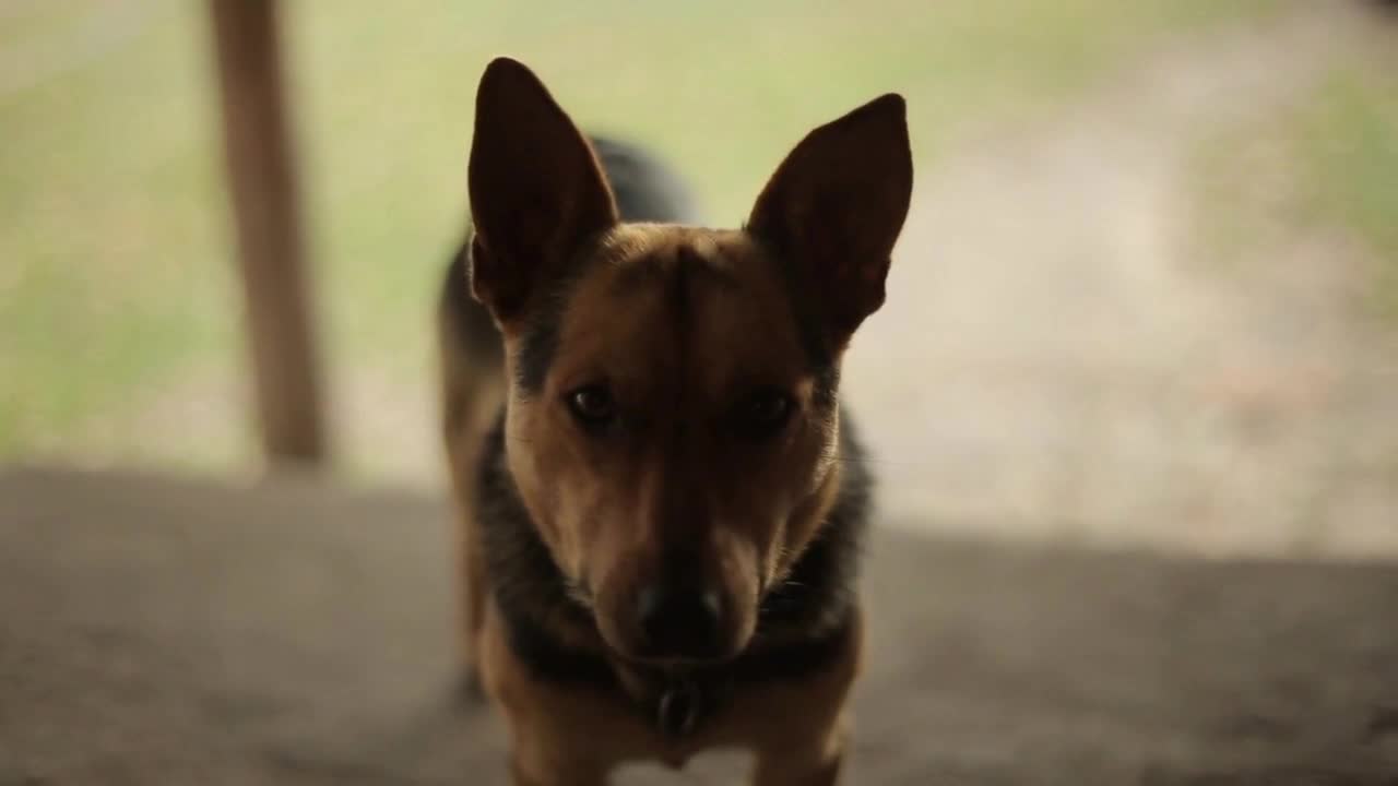 Dog on doorstep at home. Close-up. Looks at the camera