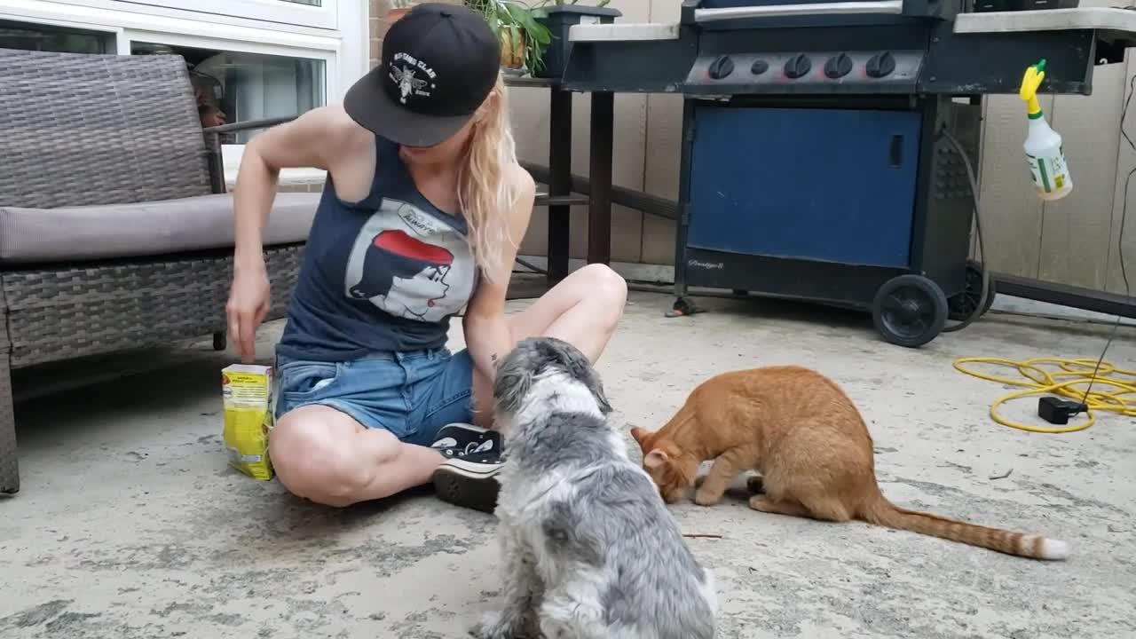 Train your cat to give high paws!
