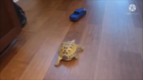 Tortoise new fanny video 2022