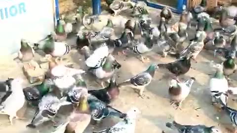 Feeding pigeons racing