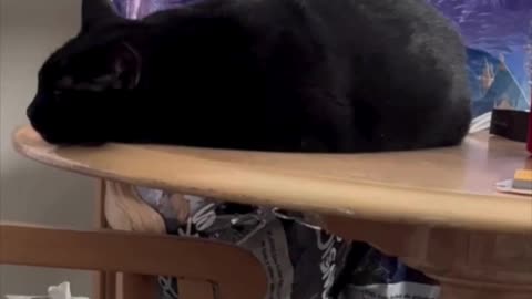 Cute Precious Piper Relaxes on the Table - Adopting a Cat from a Shelter Vlog #shorts