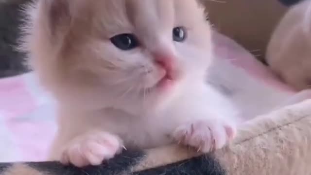 Cute Cat