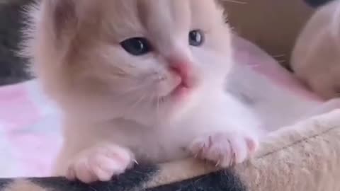 Cute Cat