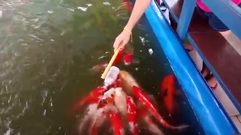 Fish Drink Milk From Feeding Bottle Video
