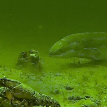 The things that happen underwater..