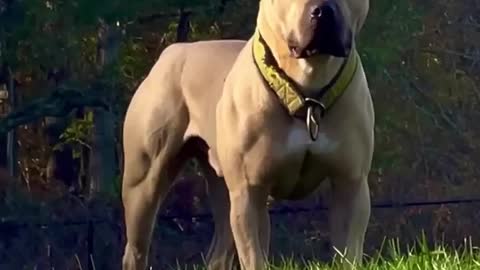 STRONG DOG