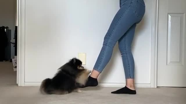 Tiny dancer 💃🏽 #dogs #pets #pomeranian