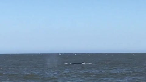 Whales feeding Sandy Hook NJ