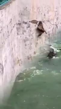 monkey- vs- crocodile_joy__joy__joy__joy