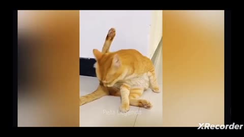 Cat funny video