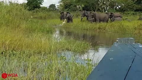 Elephant save baby elephant from crocodile - fail hunting