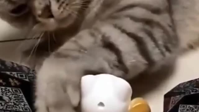 Cat loves his toy!