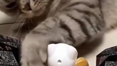 Cat loves his toy!