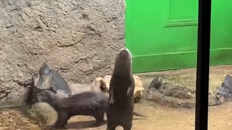 Zookepper plays peekaboo with otter family ❤️