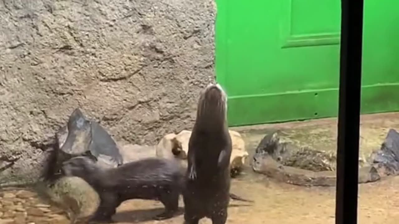 Zookepper plays peekaboo with otter family ❤️