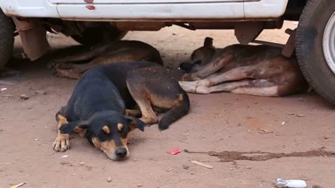 Three dogs resting under a car on the street in Goa