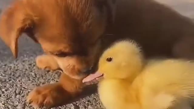 Dog And Duck Love Videos #Duck #Dog