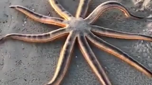 Amazing Videos Of The World, WHAT IS THIS MONSTER ?