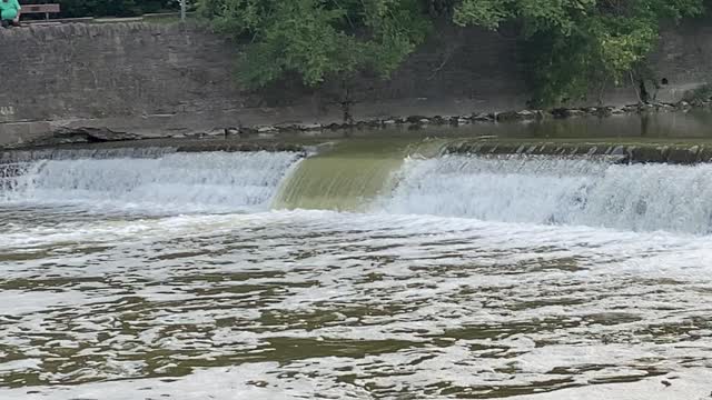 Salmon run Humber River James Gardens 2