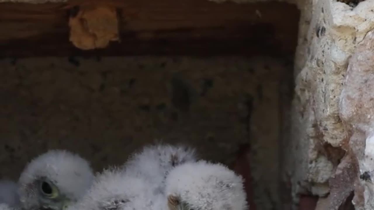 Bird eating times