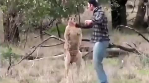 The muscular kangaroo suffered a big loss for the first time