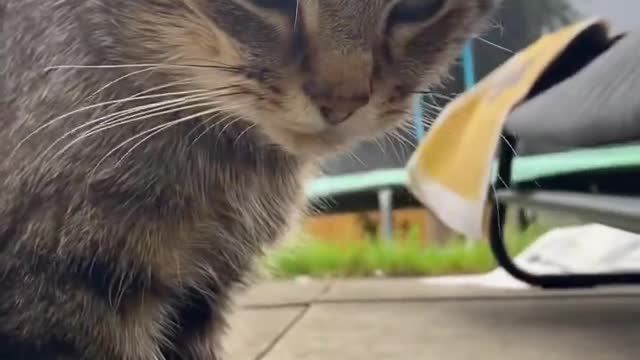 #5 Second Cat shorts Series! Cute! #shorts #cute