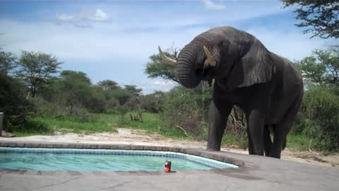 Elephant crashes the pool party